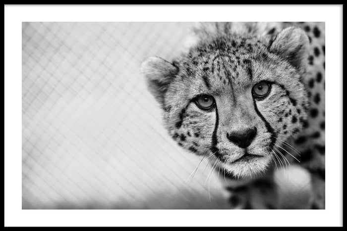 walljar Cheetah Up Close