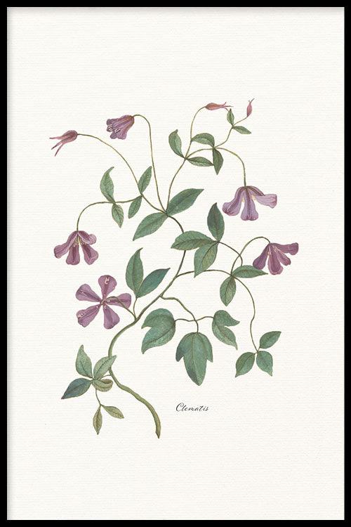 walljar Clematis