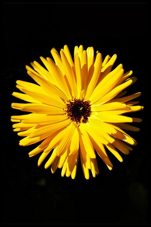 walljar Close-up Gele Bloem