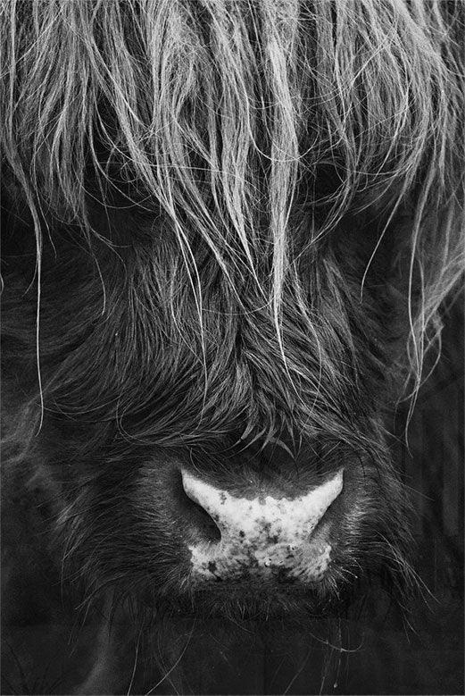 walljar Close-up Ox