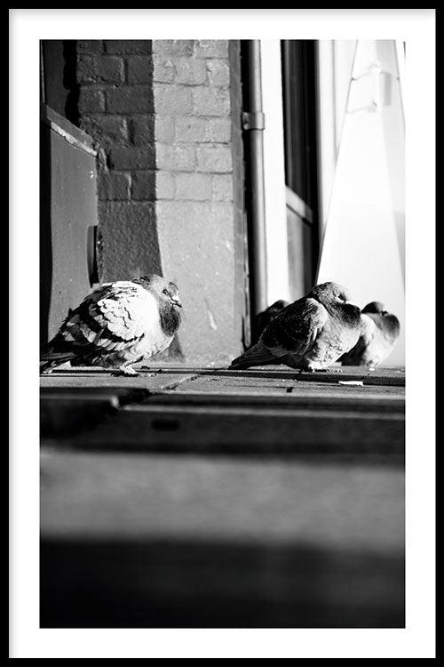 walljar Dutch Pigeons