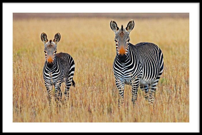 walljar Familie Zebra's