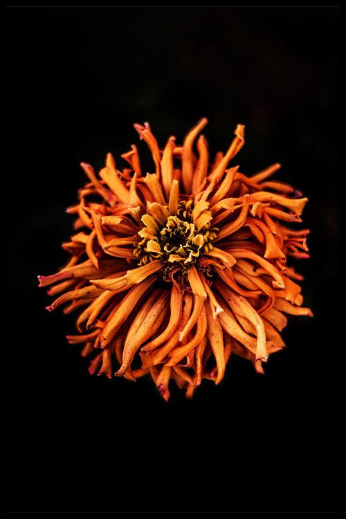 walljar Gedroogde Bloem