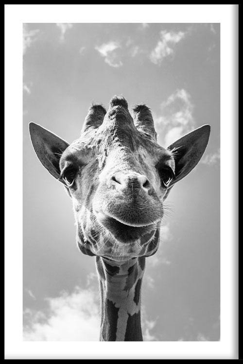walljar Giraffe Up Close
