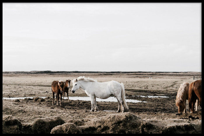 walljar Groep Paarden