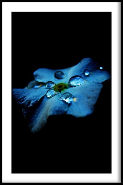 walljar Hortensia Blauw