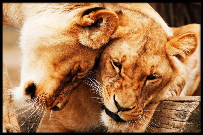 walljar Knuffelende Leeuwen