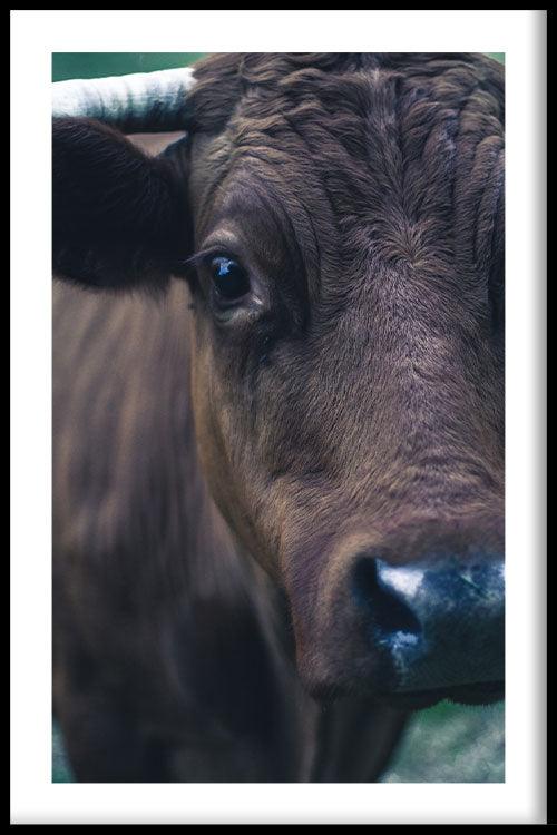 walljar Koe Up Close II