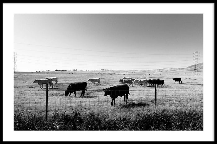 walljar Koeien In Het Gras