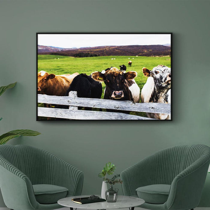 Walljar Koeien In Het Weiland