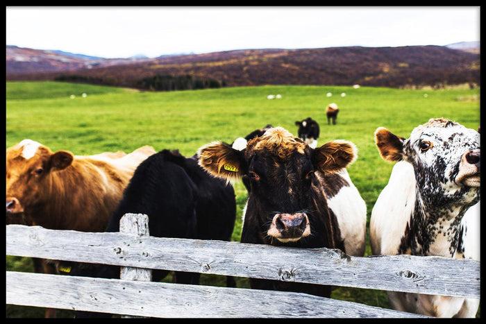 walljar Koeien in Het Weiland