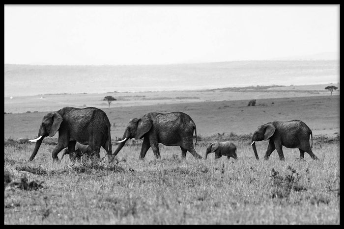 walljar Kudde Olifanten