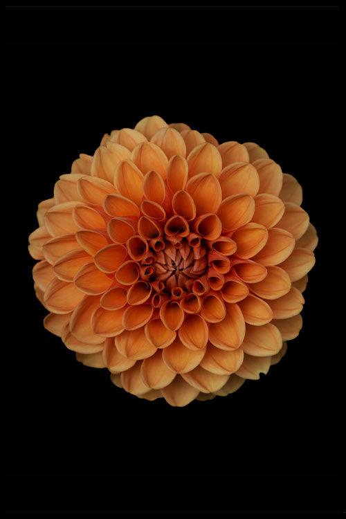 walljar Oranje Dahlia