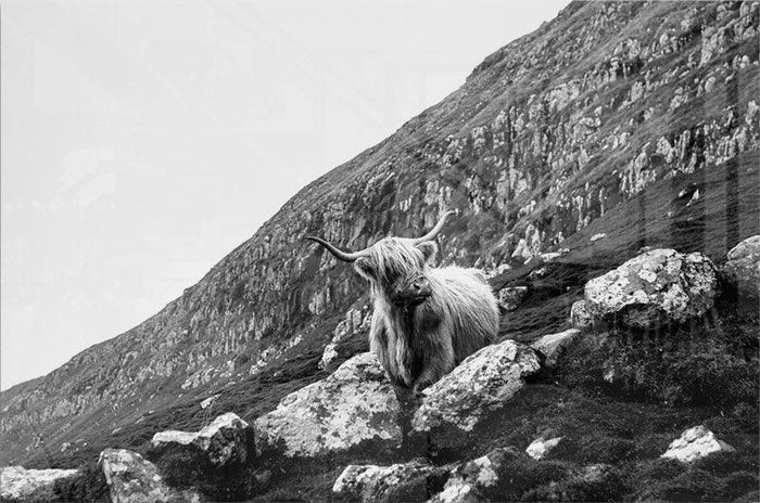 walljar Ox in Meadow