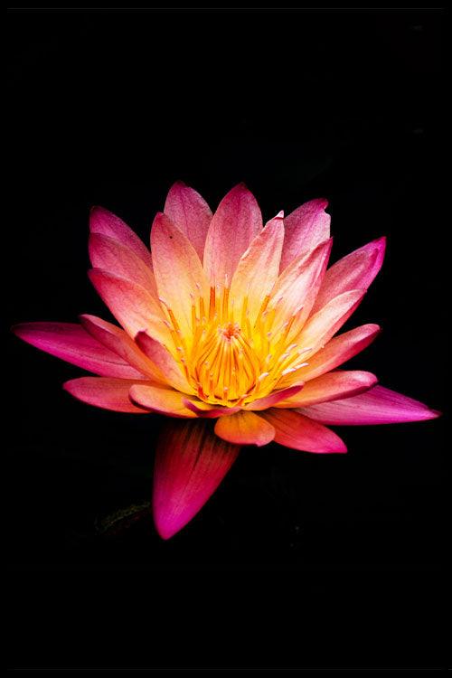 walljar Paarse Water Lelie