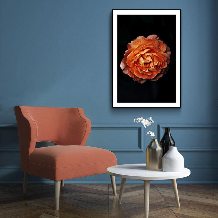 Walljar Pioenroos Oranje