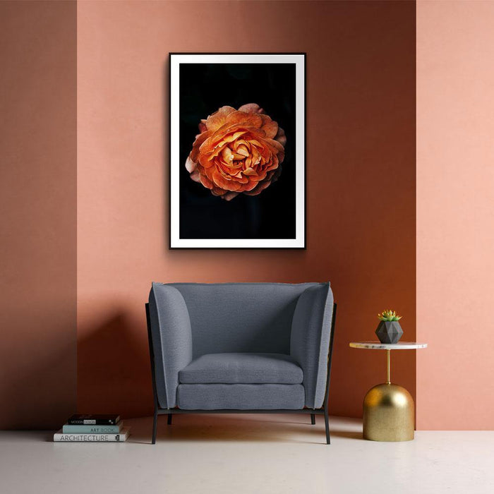 Walljar Pioenroos Oranje