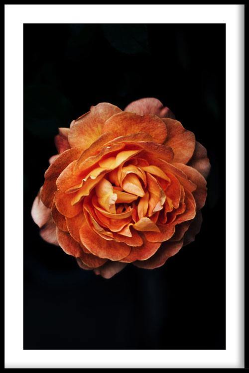 walljar Pioenroos Oranje