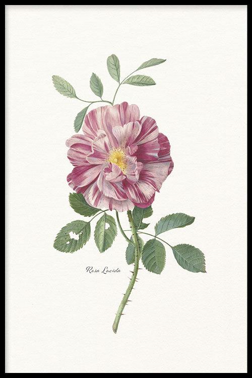walljar Rosa Lucida