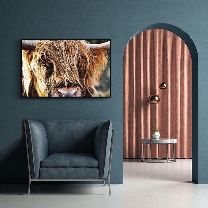 Walljar Schotse Hooglander Up Close