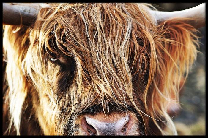 walljar Schotse Hooglander Up Close
