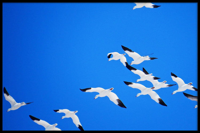 walljar Sneeuwganzen