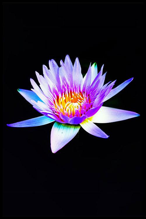 walljar Water Lelie Violet