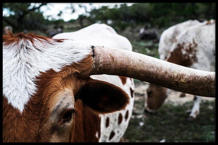 walljar Wit Met Bruine Koe
