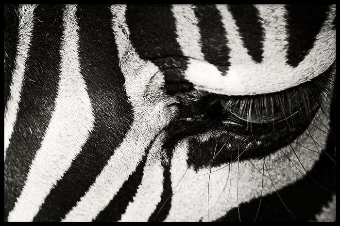 walljar Zebra Up Close